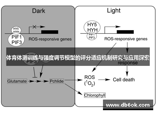 体育体测训练与强度调节模型的评分适应机制研究与应用探索